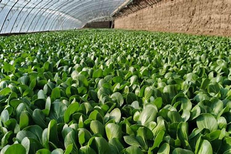 油菜什么时候施肥最合适
