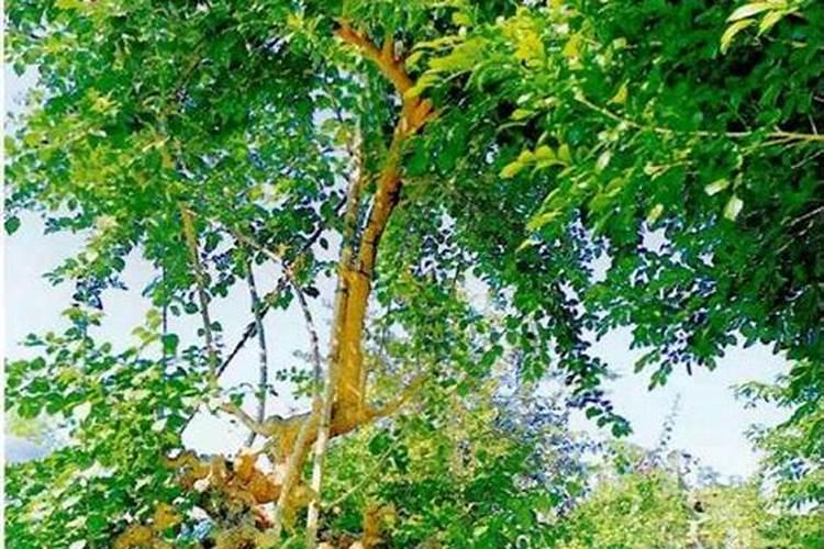 施什么肥可以促进开花施什么肥能促进开花