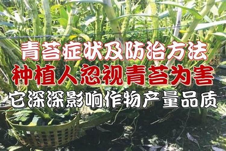 有青苔了可以用磷肥肥水吗