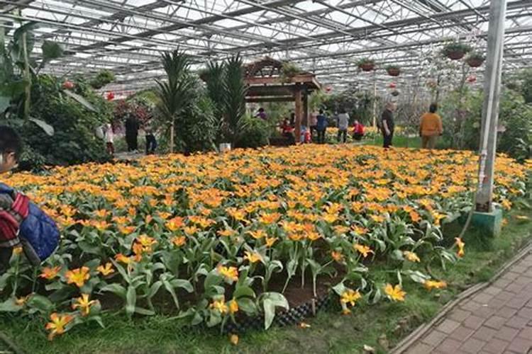 钙镁磷肥的使用技巧是什么？