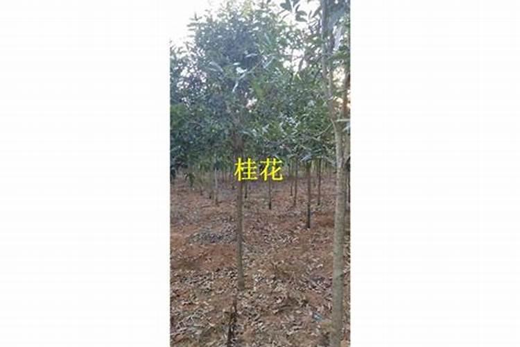 如何做桂花树肥料