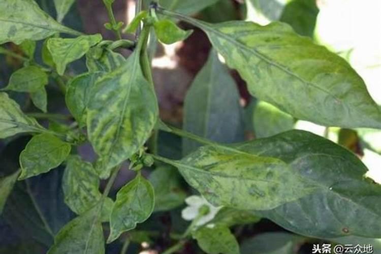 大棚种植辣椒能高产？科学用肥有讲究,用对了辣椒产量高效益好