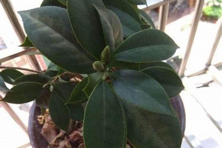 柑橘缺锌要怎样矫治？