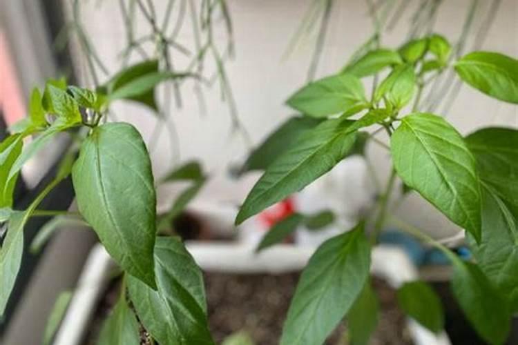 种花用什么肥料最好