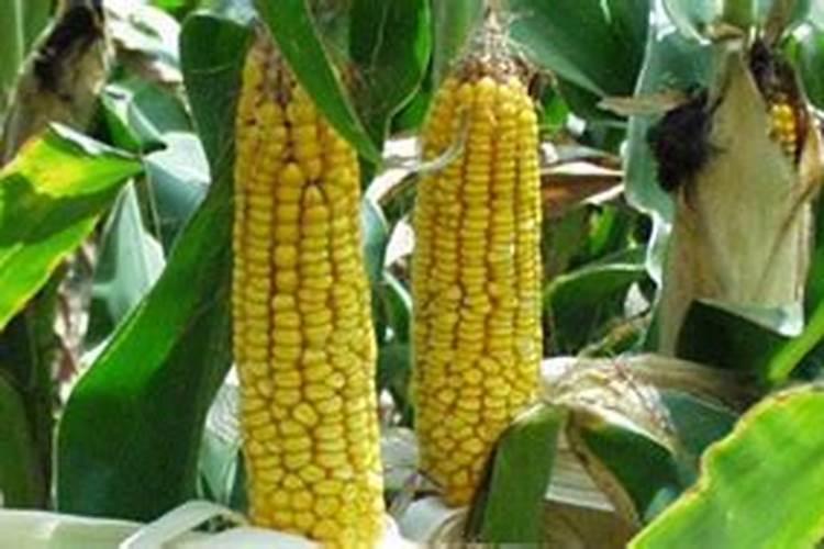 种植玉米,要什么时候打叶面肥合适？