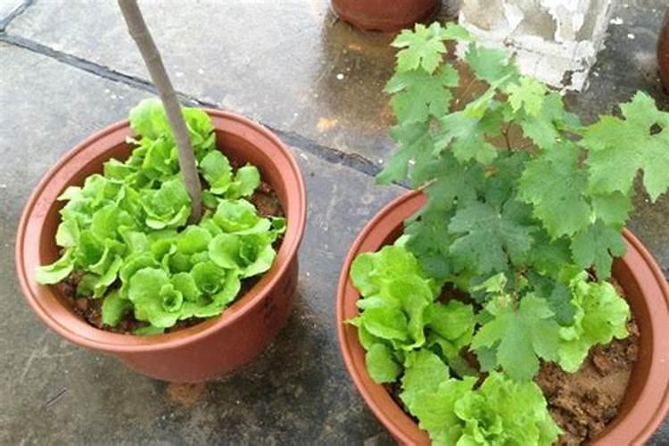 路边的一种小草是什么草啊？