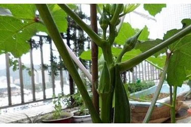 黄秋葵如何种植？
