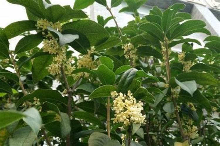 桂花花期能施肥吗,开花时怎么浇水
