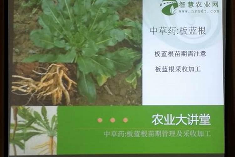 板蓝根增产的管理要点和板蓝根增产的田间管理