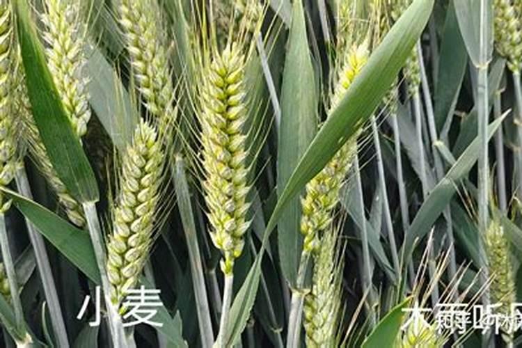 小麦苗打硼肥可以么？