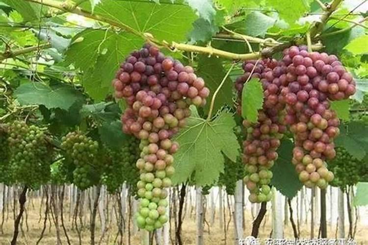 吊兰施什么肥料长得好