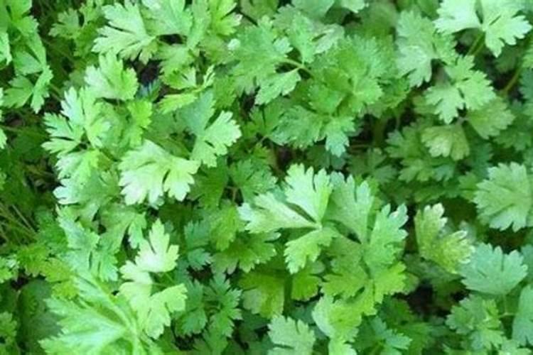 香菜控旺用什么药比较好