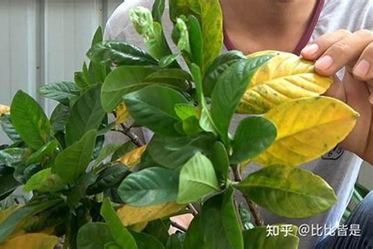 什么肥料对于植物黄叶有专治作用