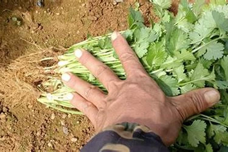 大棚香菜追施什么肥料好？香菜的叶面肥用什么？香菜叶面肥用昆仑风百...