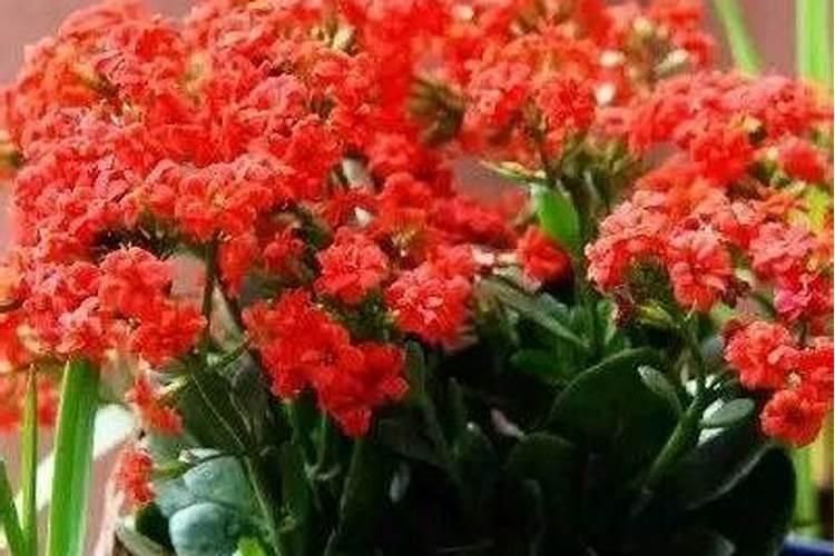 氮肥适合哪些植物与花