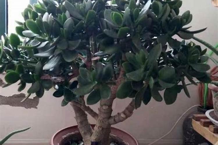 哪几种植物比较灵性？