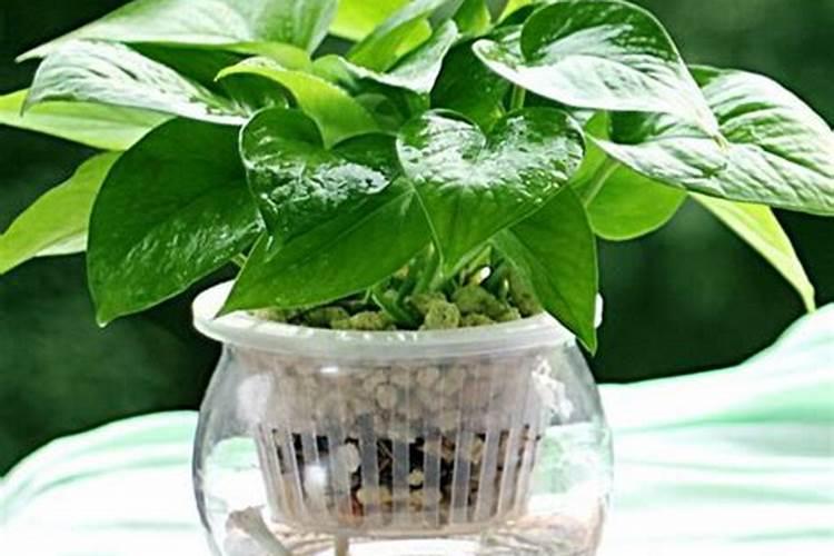 水培绿萝用什么肥料