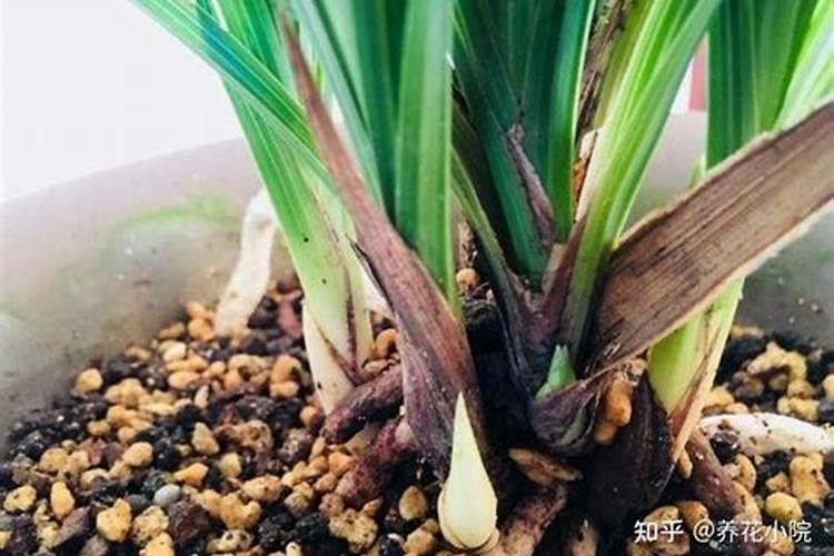大花蕙兰出花苞后如何管理,有花苞了怎么浇水