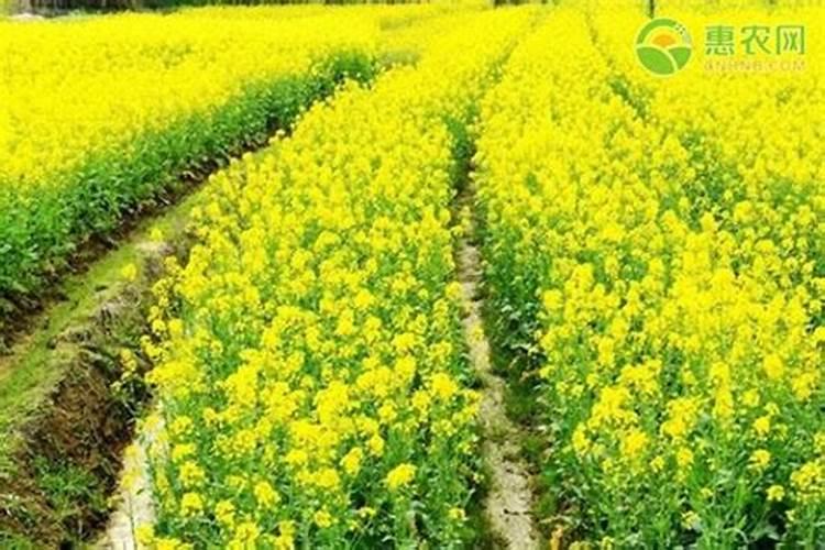 油菜花期施肥管理办法