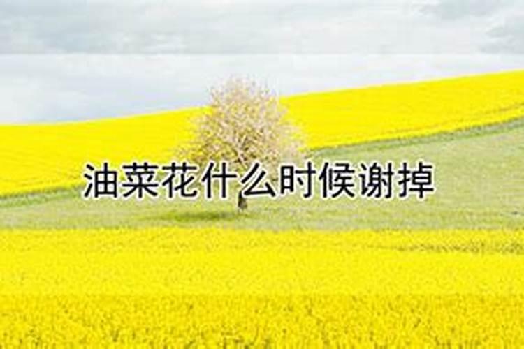 油菜花期管理与施肥