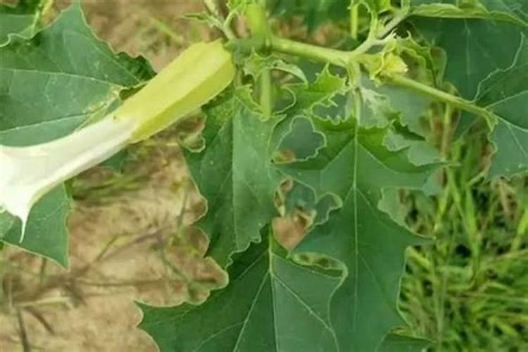 杨树追肥用什么肥料好
