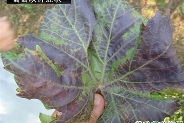 大豆上部叶片变黄怎么解决？