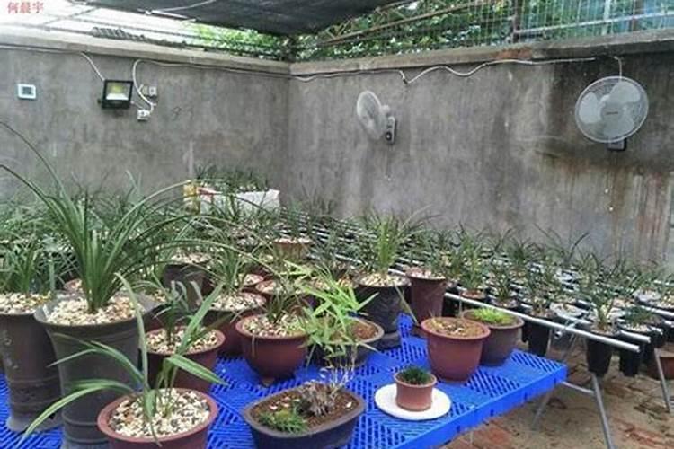 钾肥是什么肥料 植物缺少钾肥会怎么样