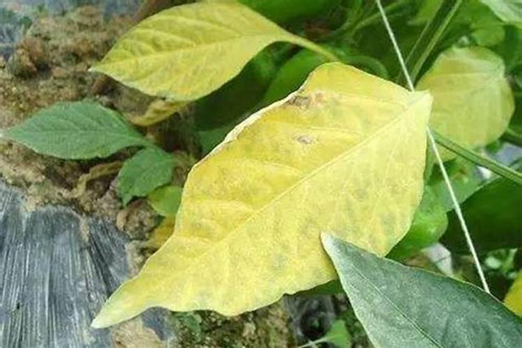 大豆叶黄了打过叶面肥后还是越来越黄怎么办？