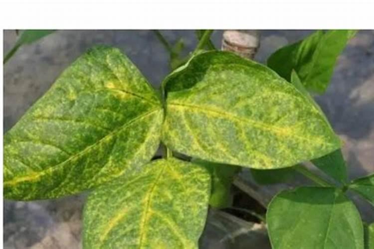 大豆叶片发黄打芸苔素