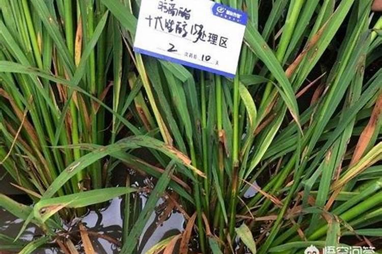 水稻钾肥什么时候施