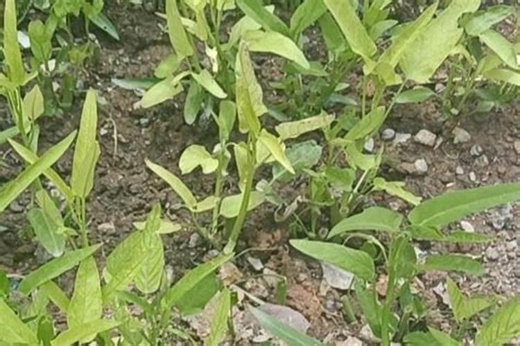 空心菜黄叶用什么肥和药
