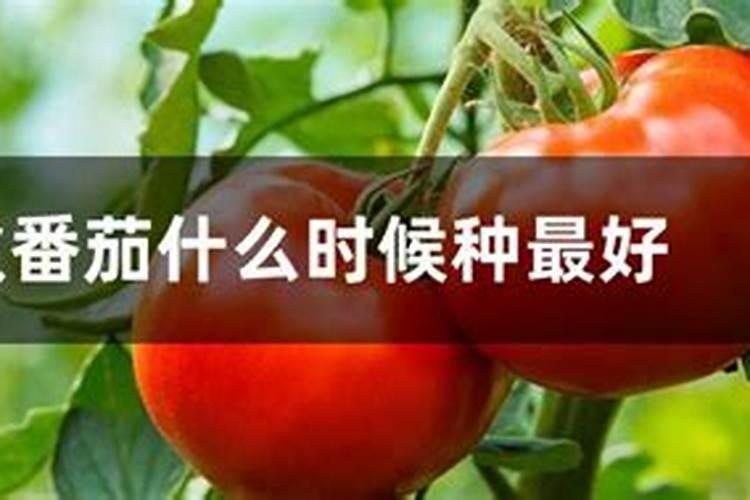 芙蓉菊的养殖方法和注意事项