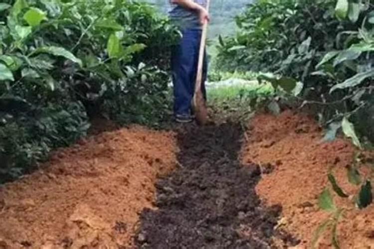 柚园合理施肥施肥方法