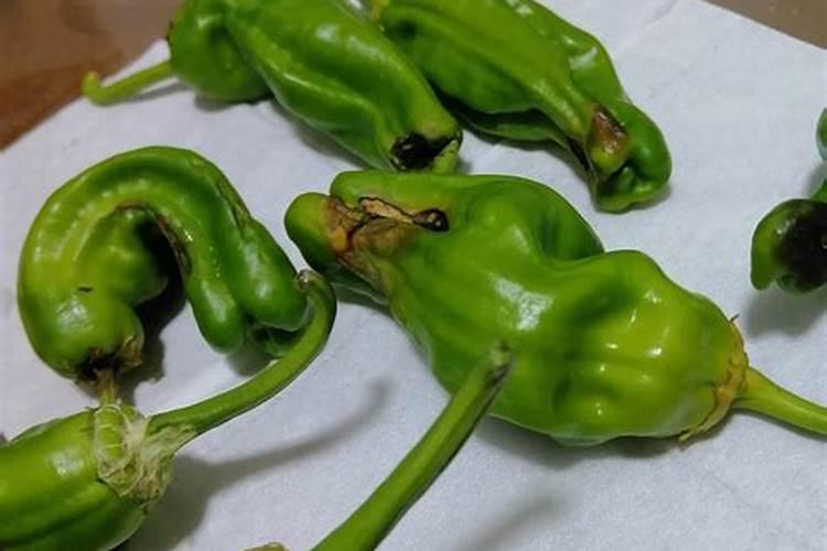 青椒浇什么肥料合适