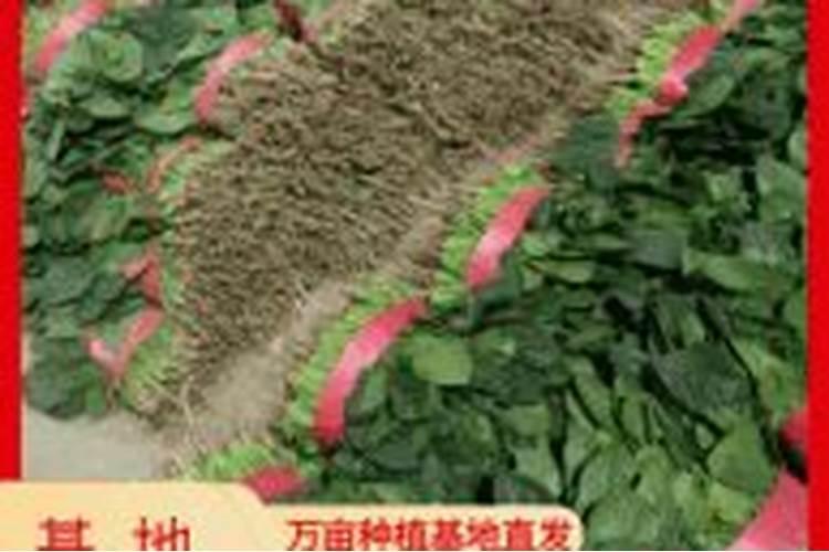 养殖菠菜最佳施肥时间和方法是什么？