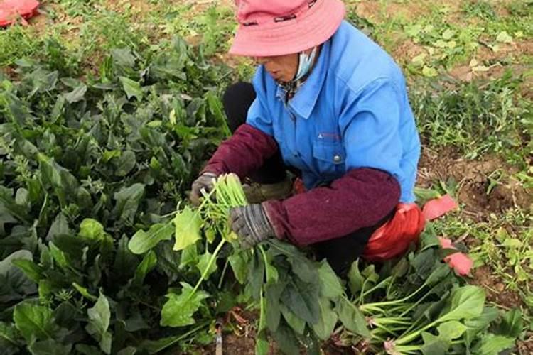菠菜用哪类肥料可以长得快一些
