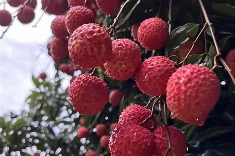 桂味荔枝怎样管理才可年年挂果