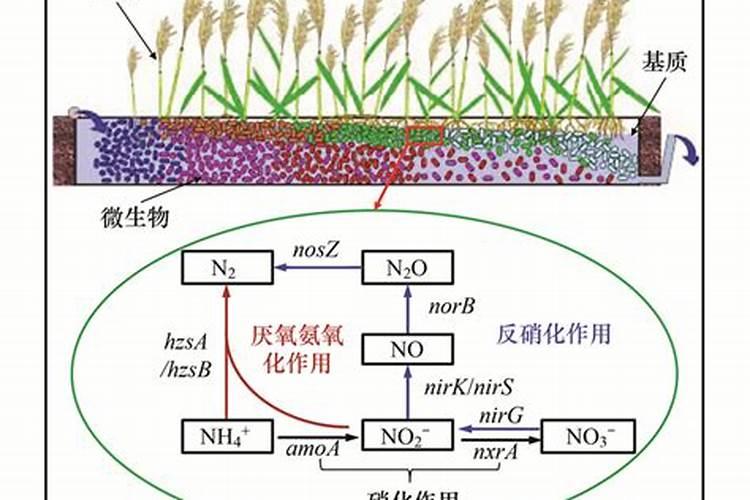 什么是硝态氮肥