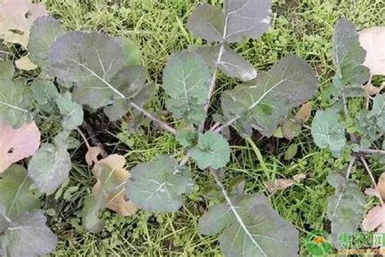 油菜叶变紫红色什么原因