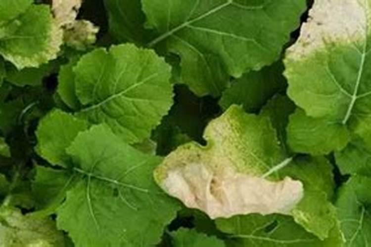 油菜早衰防治措施 油菜如何养殖
