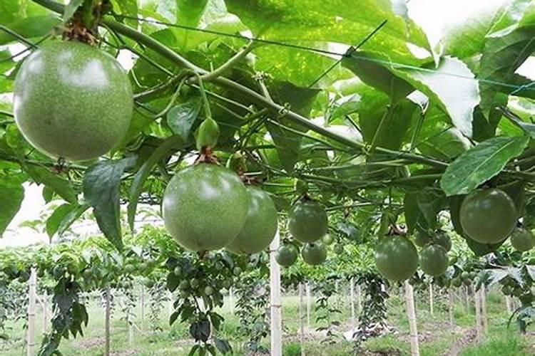 百香果可以施鸡粪吗