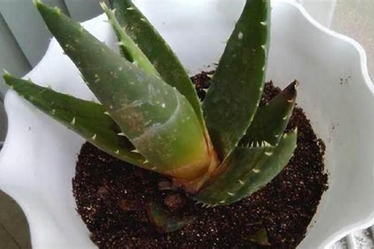 刚收到的芦荟怎么种植(芦荟怎样栽培管理容易成活)