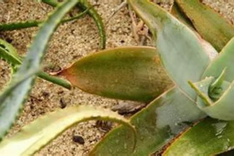 刚移栽的芦荟怎么养？