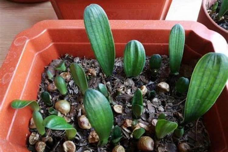 在种植过程中 草莓需要补钙吗需要不需要 草莓缺钙怎么办用什么补钙最...