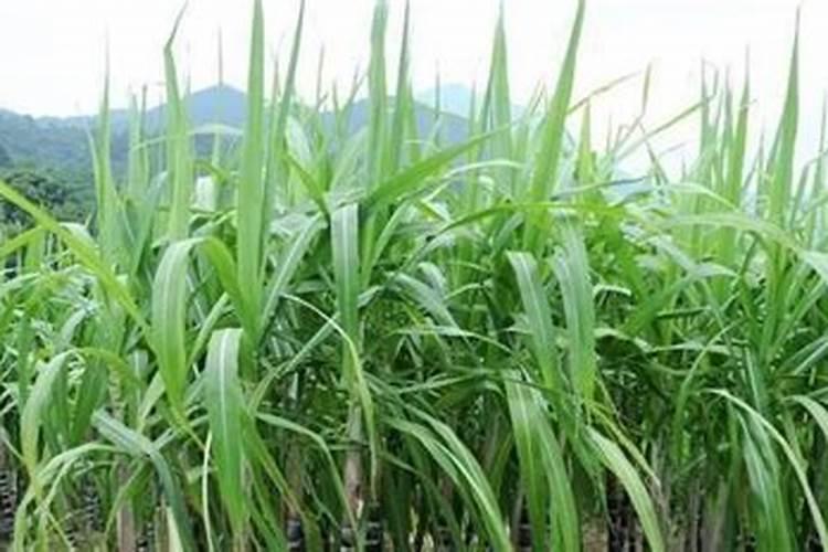 种植甘蔗可以用什么肥料？