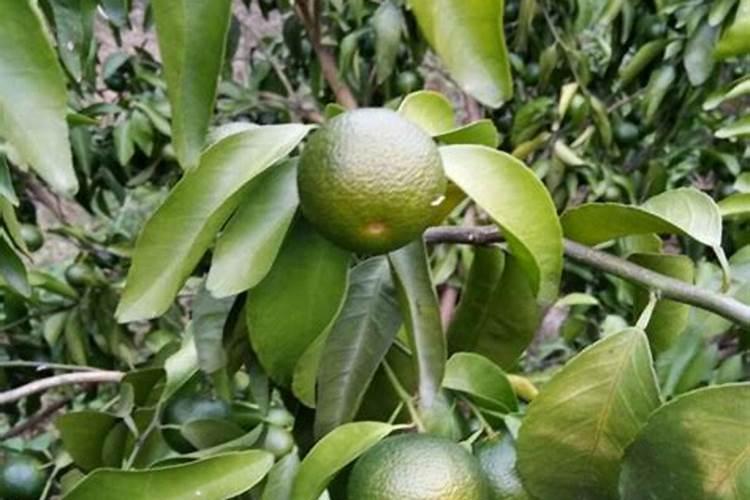 4月柑橘管理核心技术,保果工作很关键,果农如何来操作？