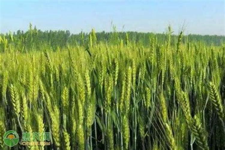 小麦拔节期打什么叶面肥最好