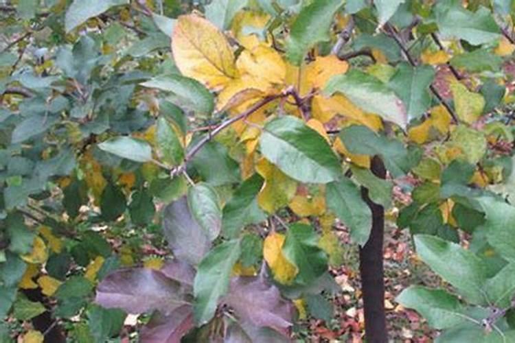 叶面肥使用的误区有哪些？ 苹果专用杀蚜剂:1.3%苦参碱