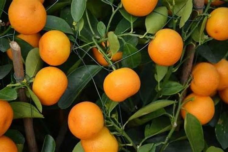 种橘子该用什么肥料