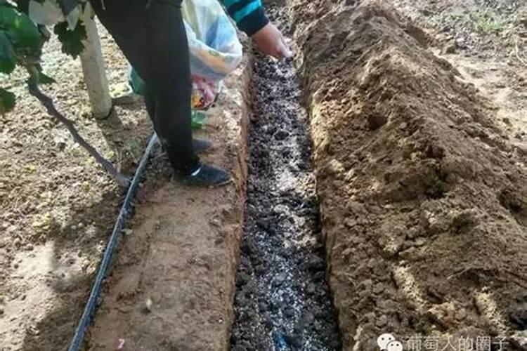 硅肥和钙肥能不能一起用